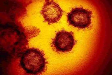 免疫細胞が新型コロナウイルスをやっつける