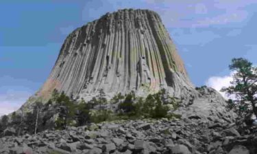 古代の木はシリコンベースでデータが保存